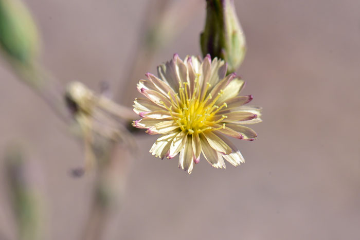 Prickly Lettuce has tiny flowers, 1/3" (8 mm.) across and about 1/2" in length. . Lactuca serriola